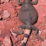 Common_chuckwalla